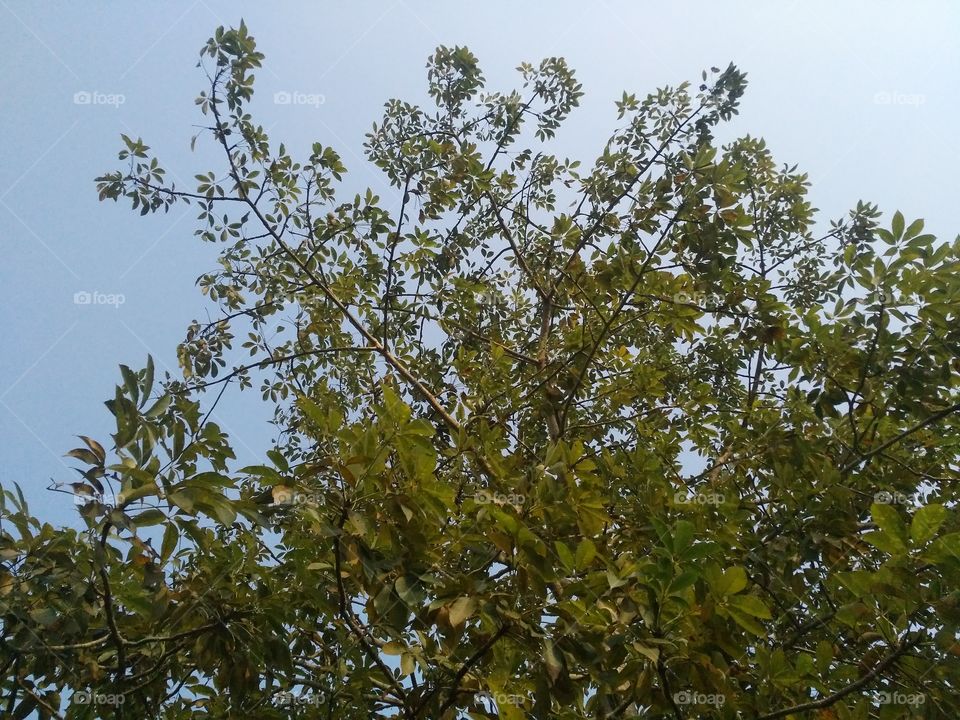 A beautiful scene of trees in the jungle.