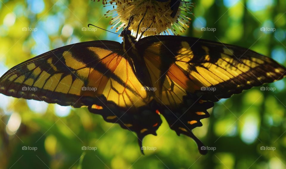 Yellowtail butterfly