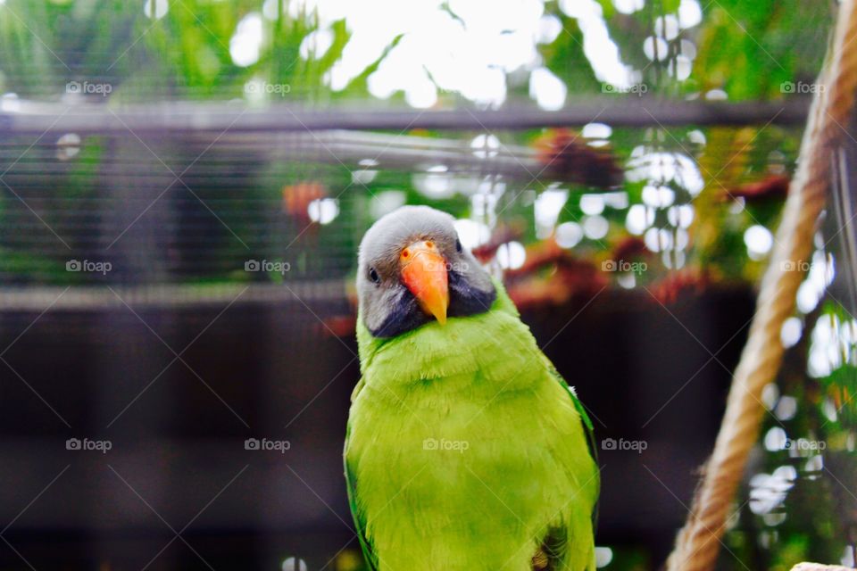 Close-up of parrot