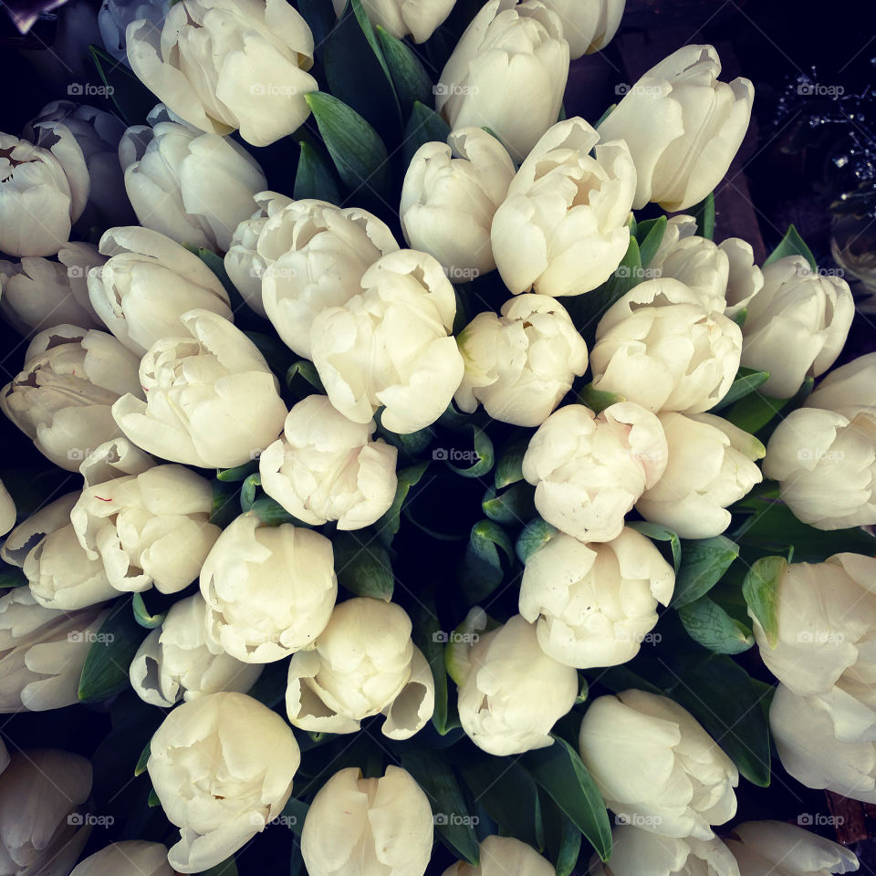 White tulips for the new year 
