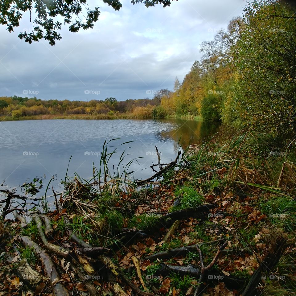 water bäume plant holz herbst