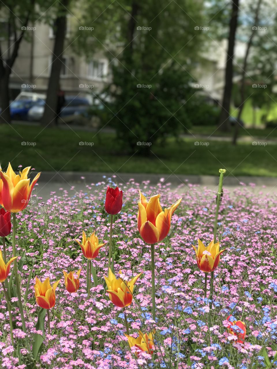 Spring flowers 
