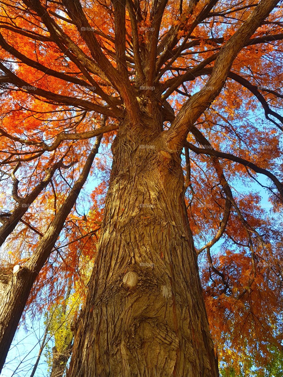 Autumnal day in Cismigiu Park in Bucharest