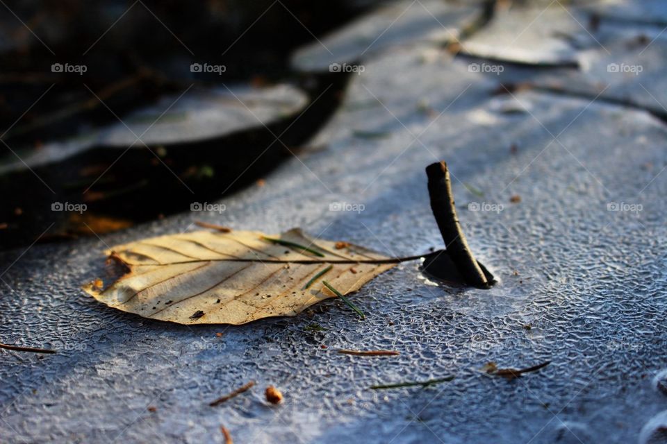 Leaf on ice