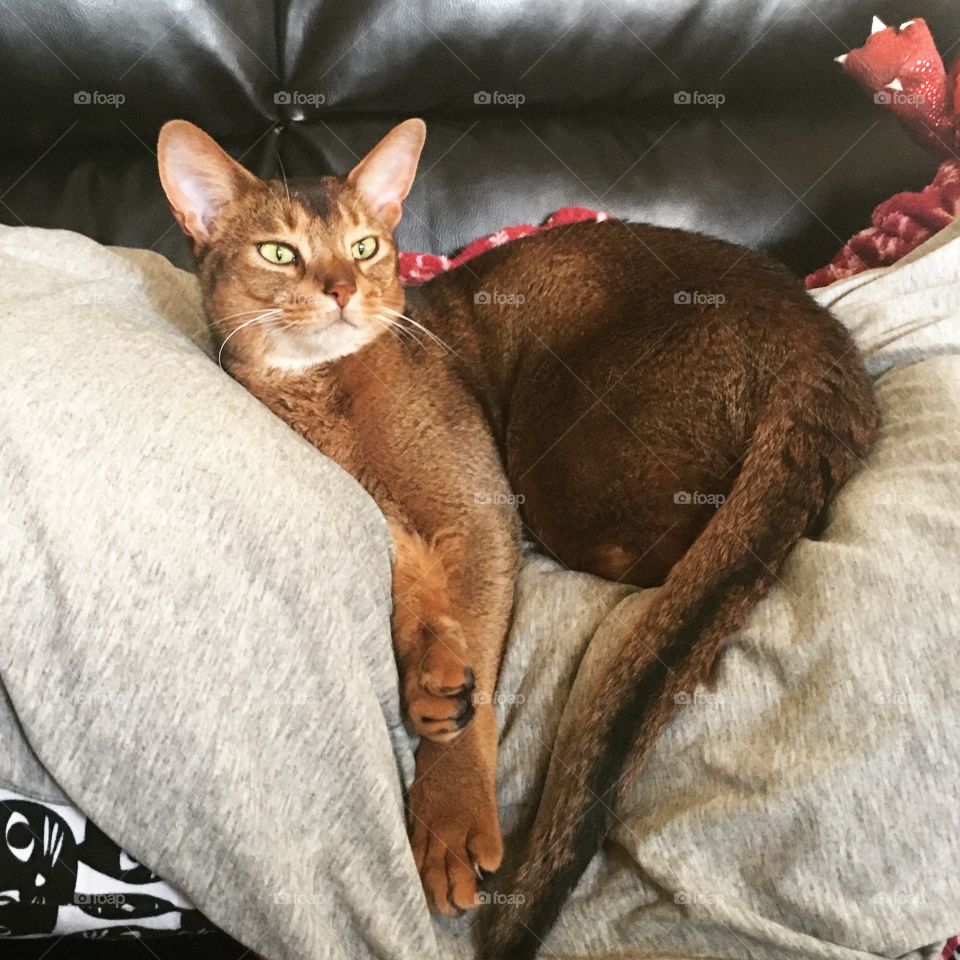 Relaxing Abyssinian