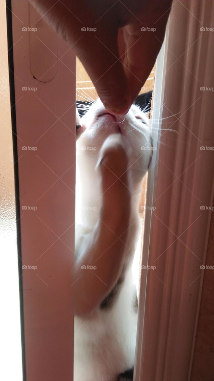 My cat behind the window.