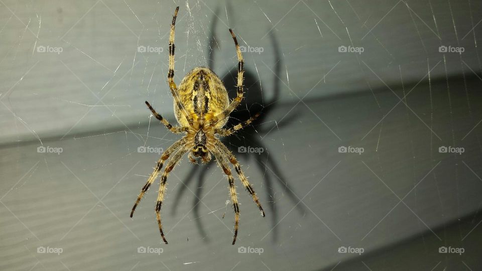 Spider, Arachnid, Spiderweb, Insect, Creepy