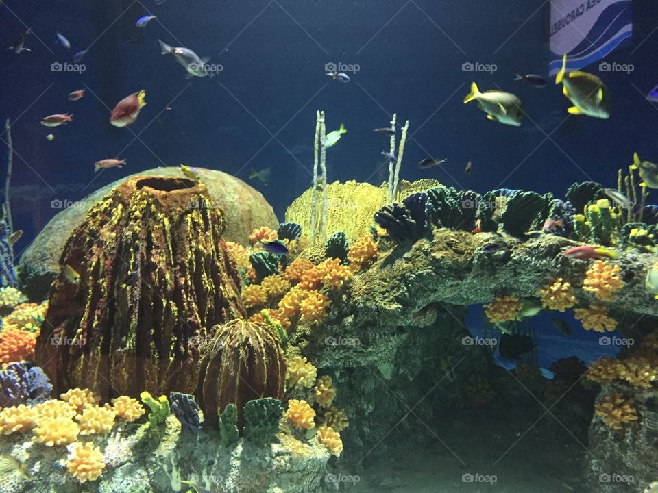 aquarium 