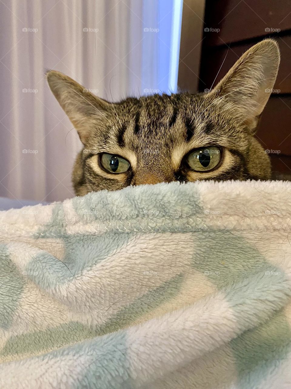 A brown tabby cat peering over the edge of a blue and white fleece blanket