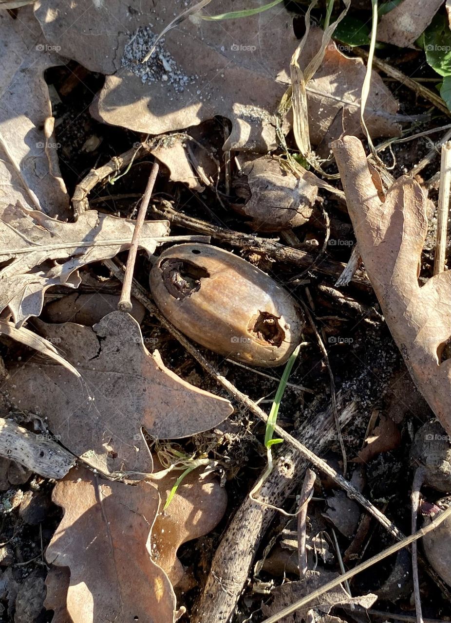 Herbst Eichenlaub und angeknabberte Eichel.