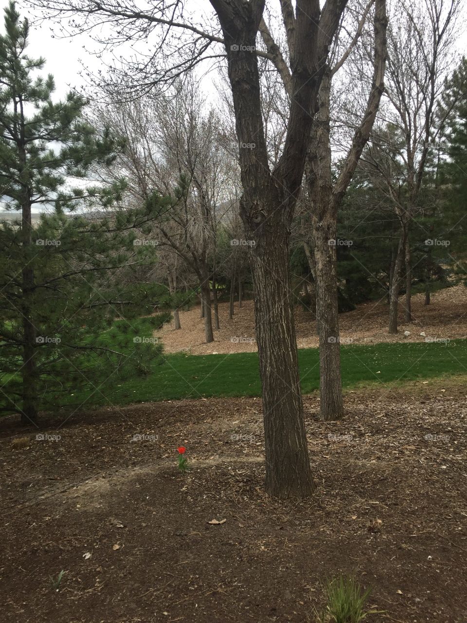 Solo Red Tulip, Independence, Happiness, Resilience, Vitality, Longevity, Trees, Dirt, Grass, Autumn Leaves in Spring, Tree Trunks, Tree Branches, Art.