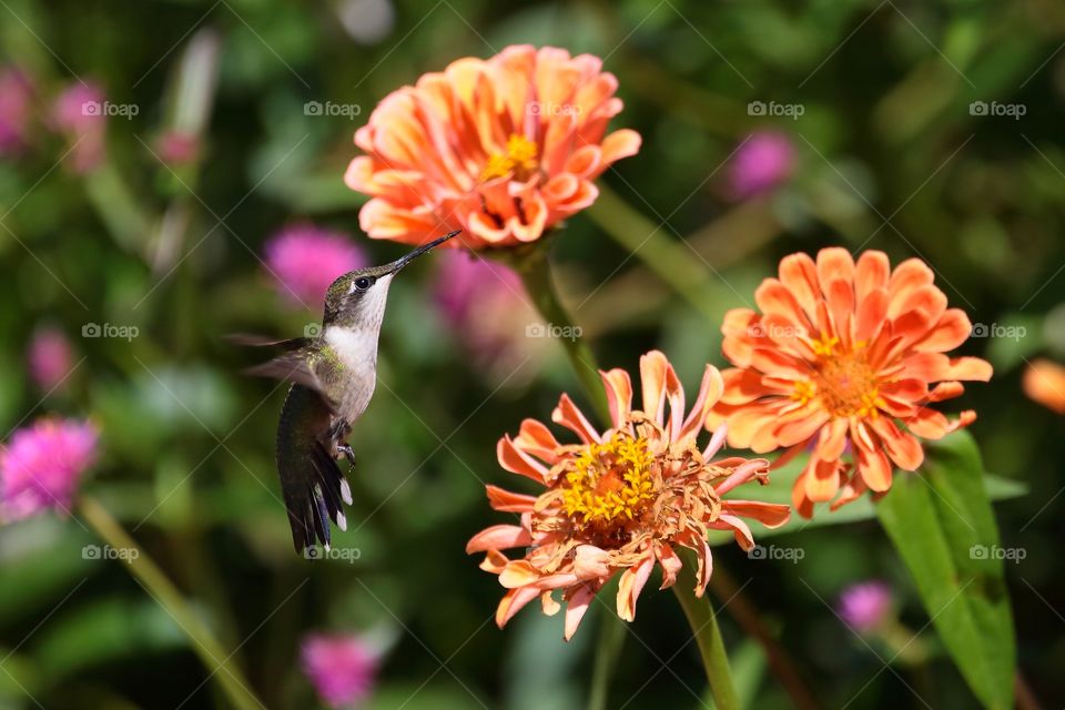 hummingbird feeding from zinnia flowers