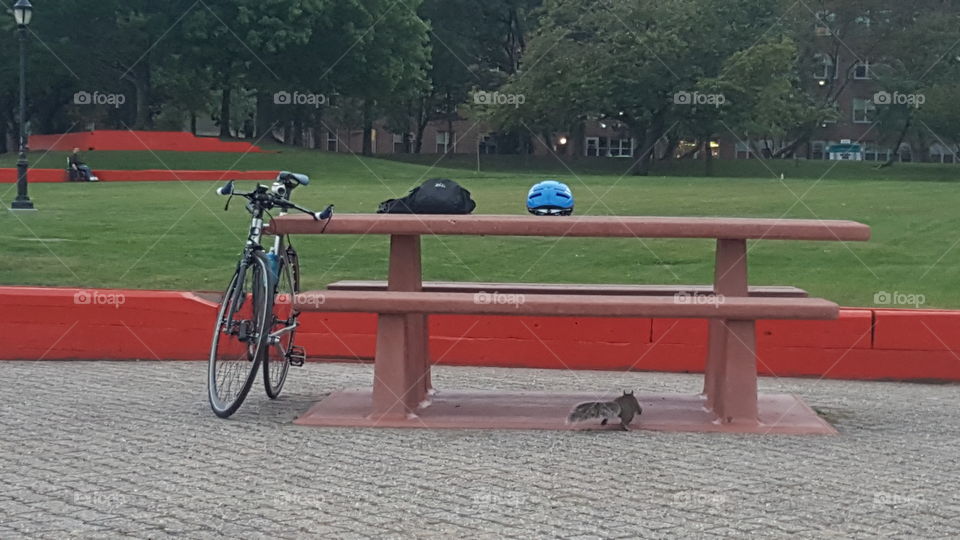 park table with running squirrel underneath