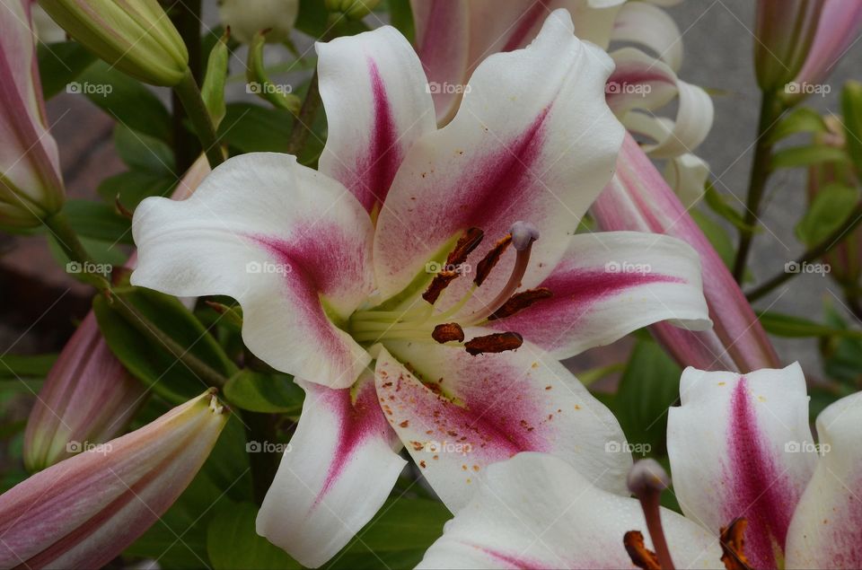 A portrait of a white and purple lily.