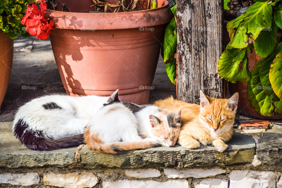 Three Cats Sleeping Outdoors
