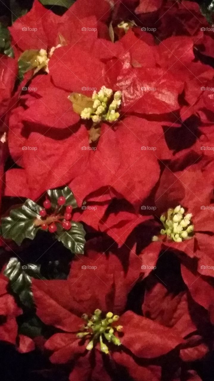 Flower, No Person, Decoration, Poinsettia, Flora