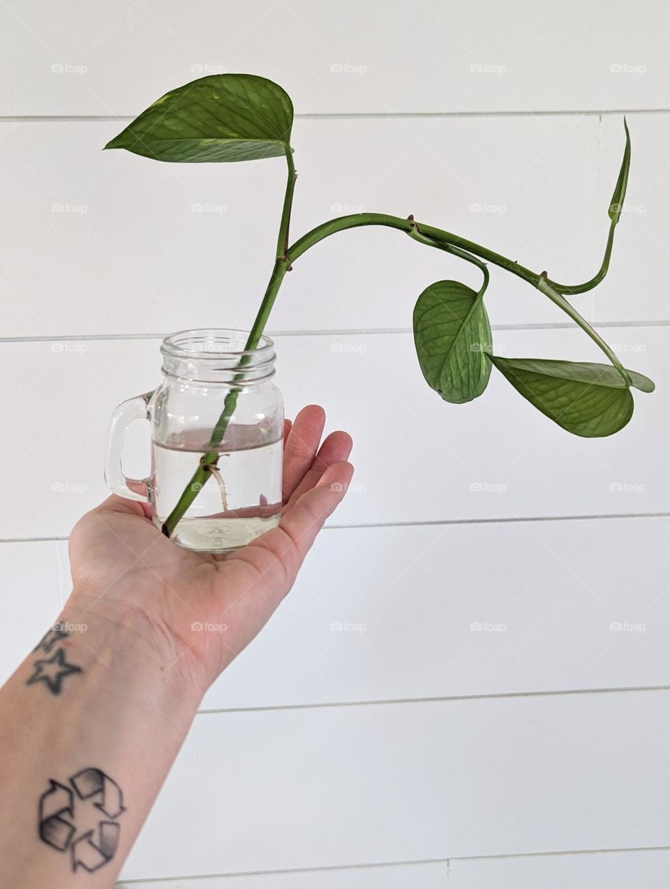 pothos plant propagating in water in a cute glass mason jar