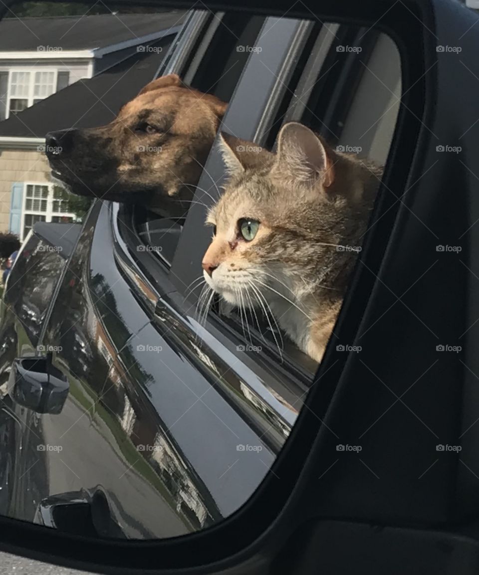 Best friends taking a ride, and enjoying that NC fresh salty air 