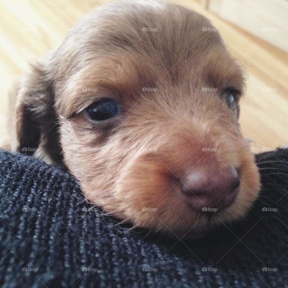 Baby dachshund