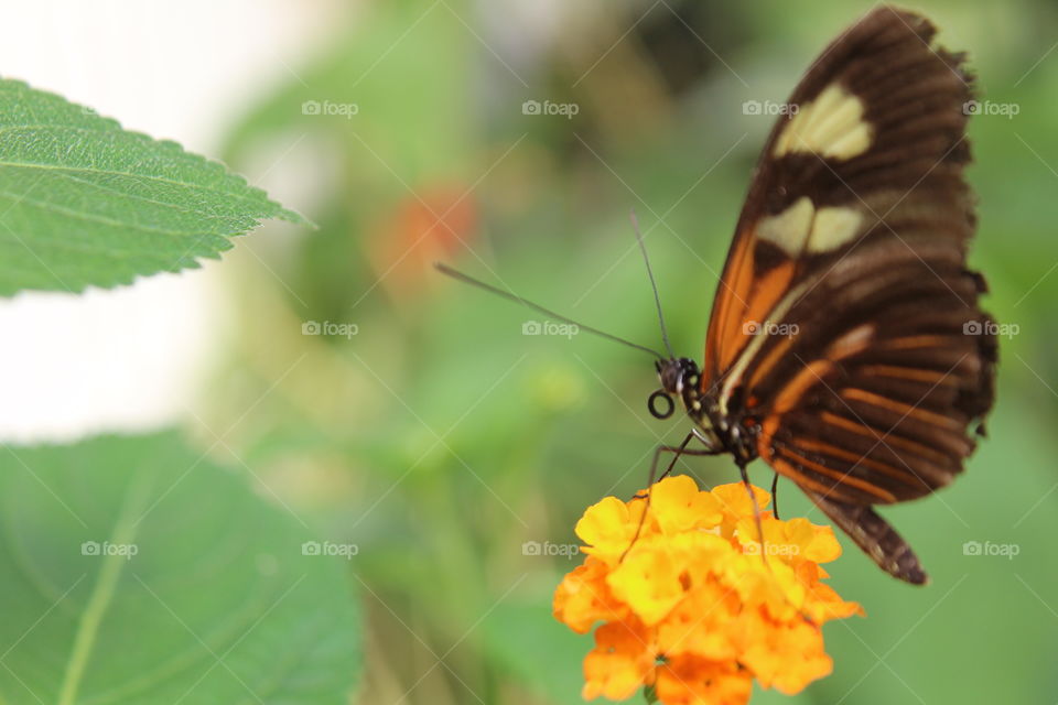 can you see the proboscis of the butterfly...?