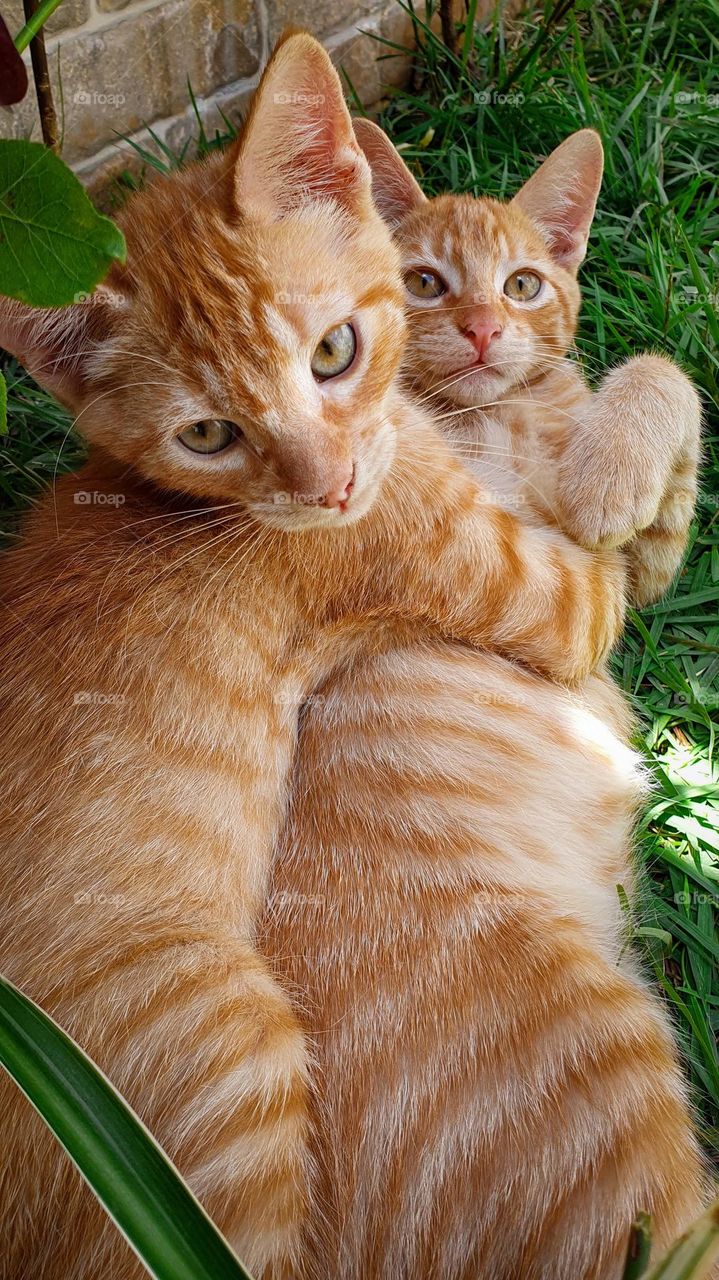 Twin Cats Find Joy and Love in Playful Garden Bond