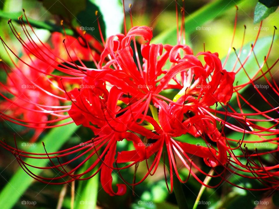 Red Flower