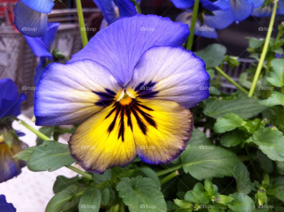 Pansy