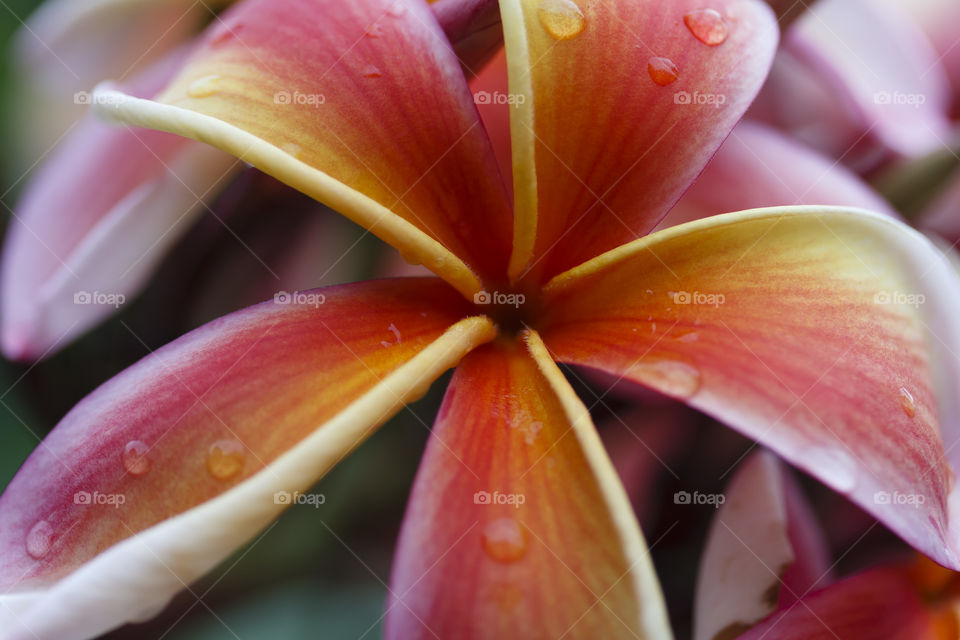 Water drops on red flower