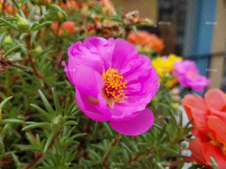 A bright pink Barbie World Moss Rose