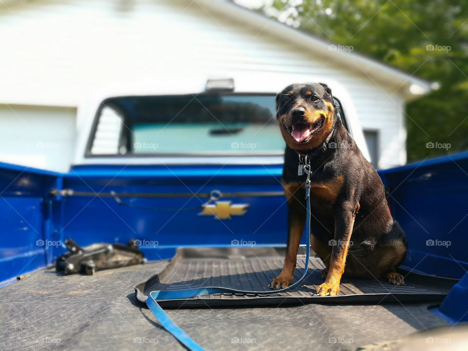 Rottweiler in a Chevy truck