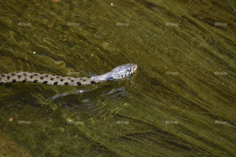 Snake on the water