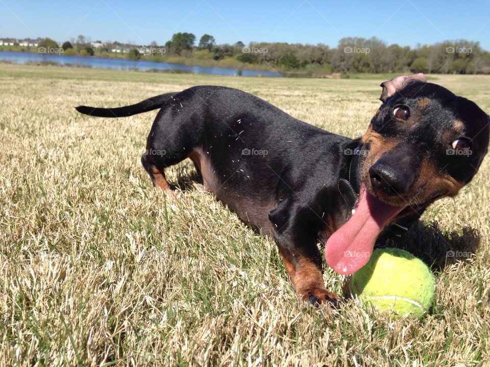 Dog playing with ball in field