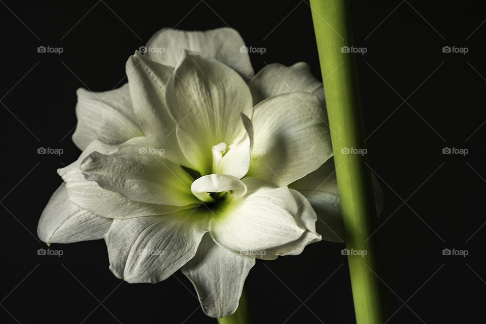 Amaryllis flower and stalk against dark backdrop