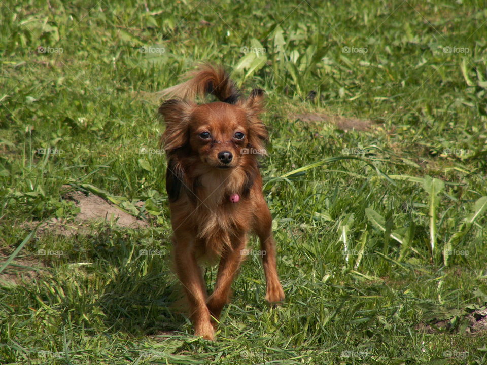 little brown sobaka.dlinnosherstny Toy Terrier