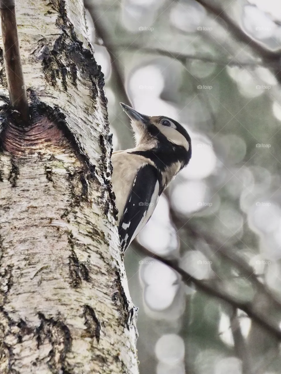 Woodpecker