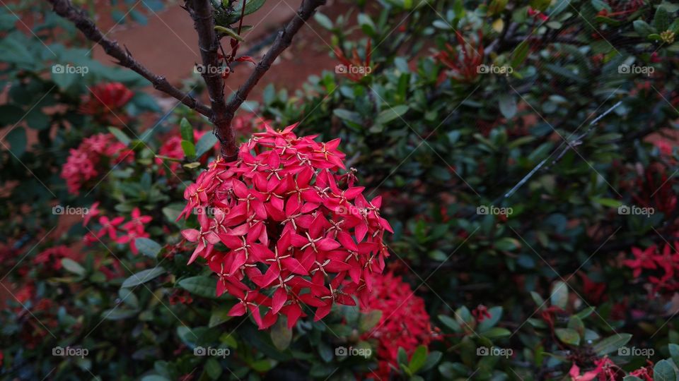 Flores minúsculas avermelhadas, com magenta e traços mais claros.
