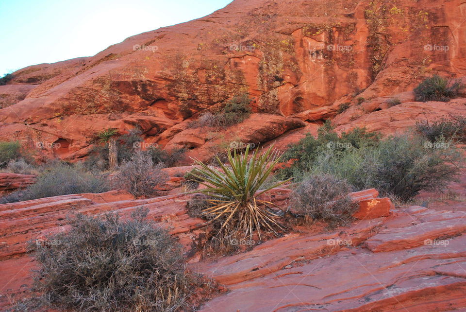 Plant at Red rock canyon, Nevada