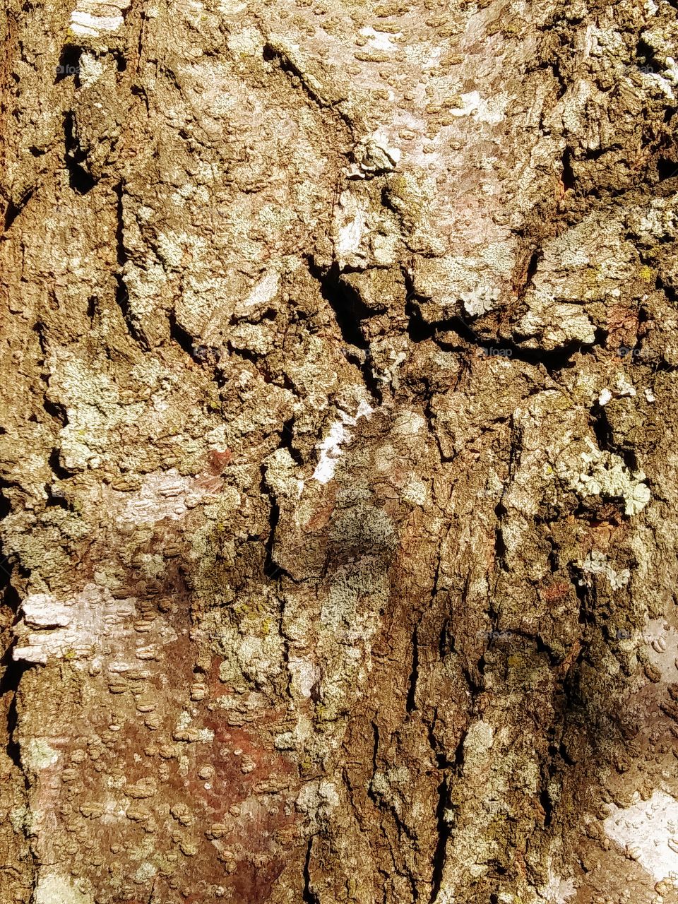 texture of bark