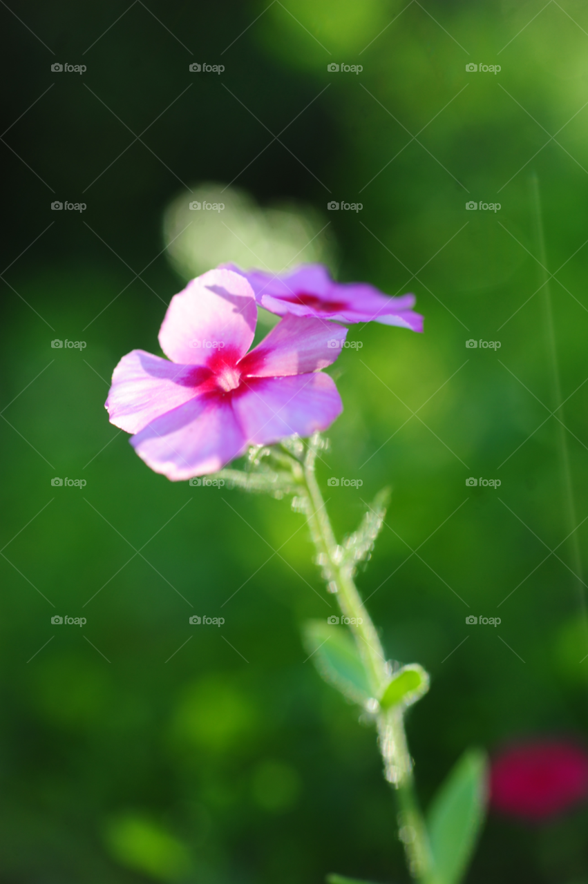 flowers purple violet wildflowers by lightanddrawing