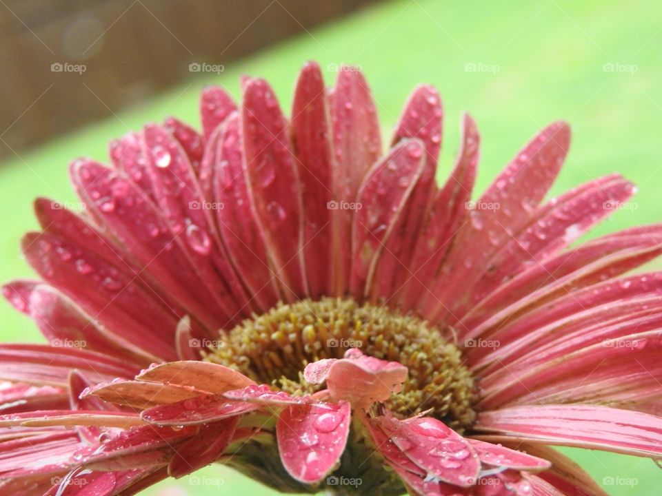 pink Gerber daisy in the rain
