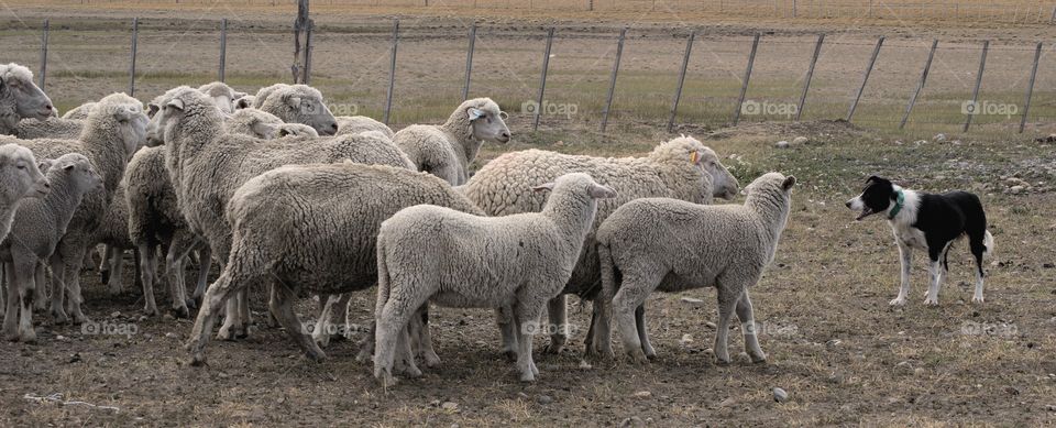 Black dog looking at herd of sleep