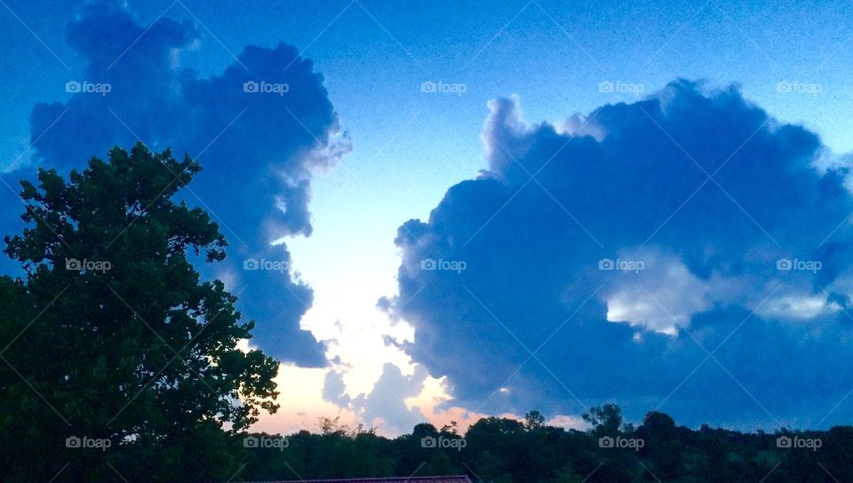 Low angle view of a tree branch during sunset