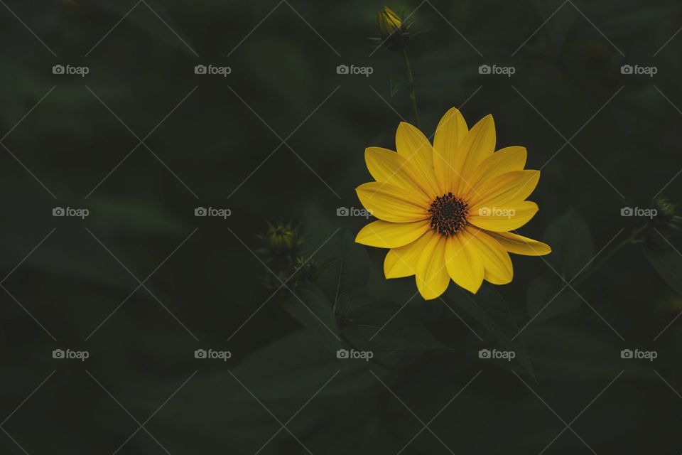 Perfect Yellow Flower