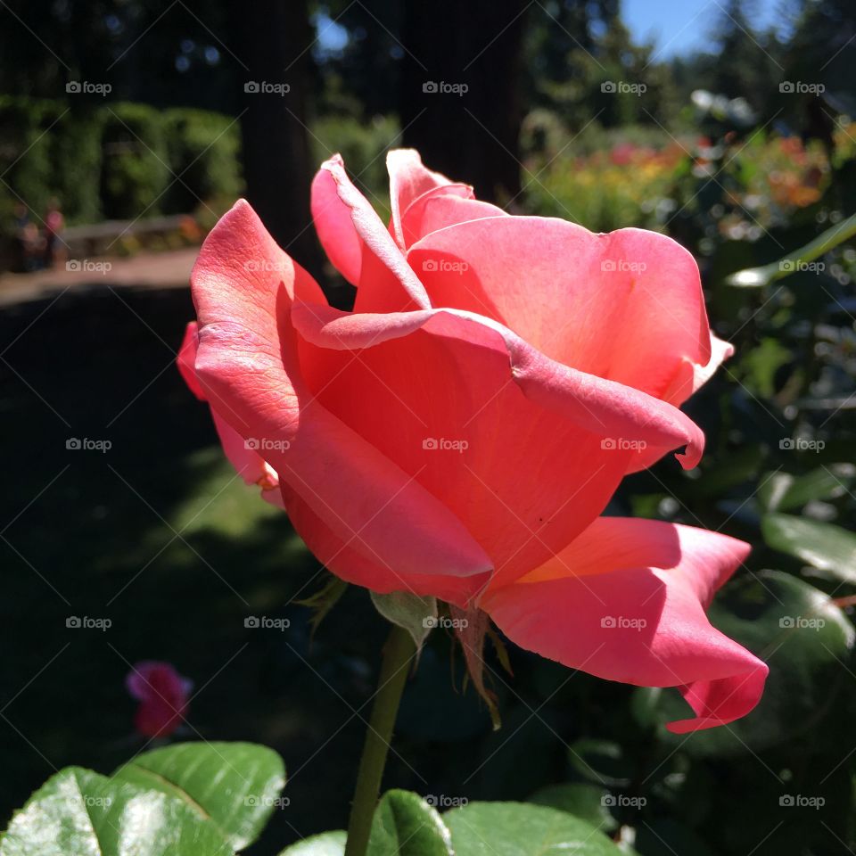Pink Rose at the International Test Rose Garden in Portland, Oregon
