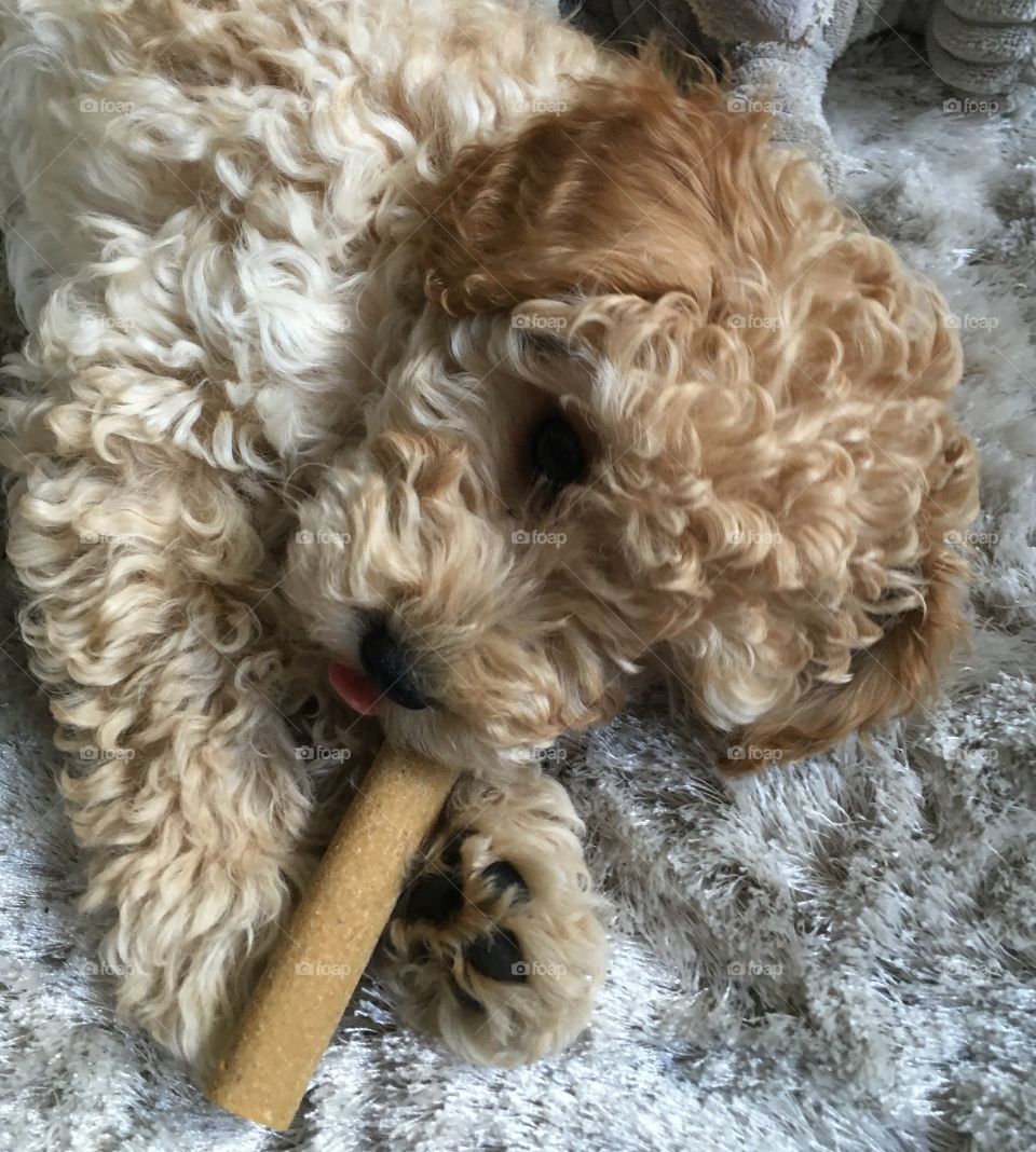 Cockapoo puppy eating a chew stick
