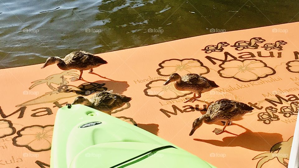 Darling duck family just found a fun water mat to walk up on and enjoy! What a sweet sighting!! 