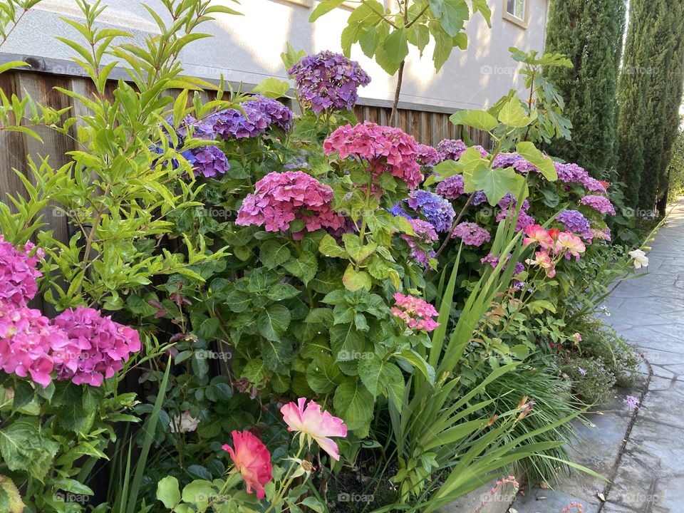 Summer Perennial Border 