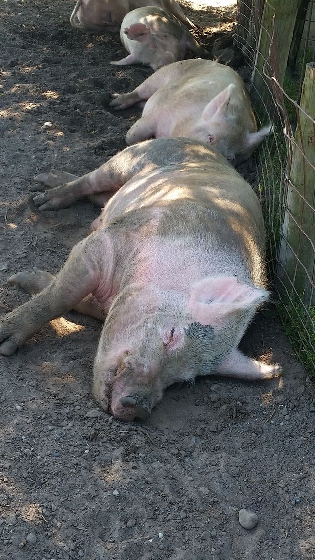 wallowing. Kensington Farm Center