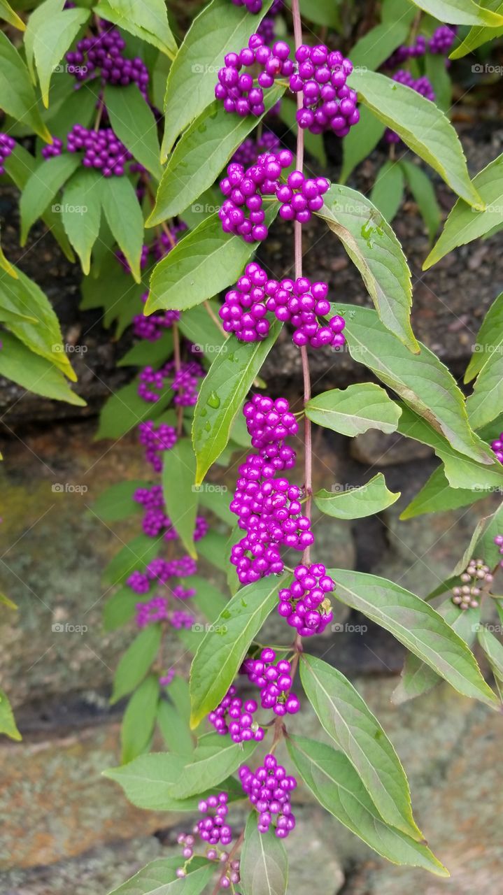 close up of small purple