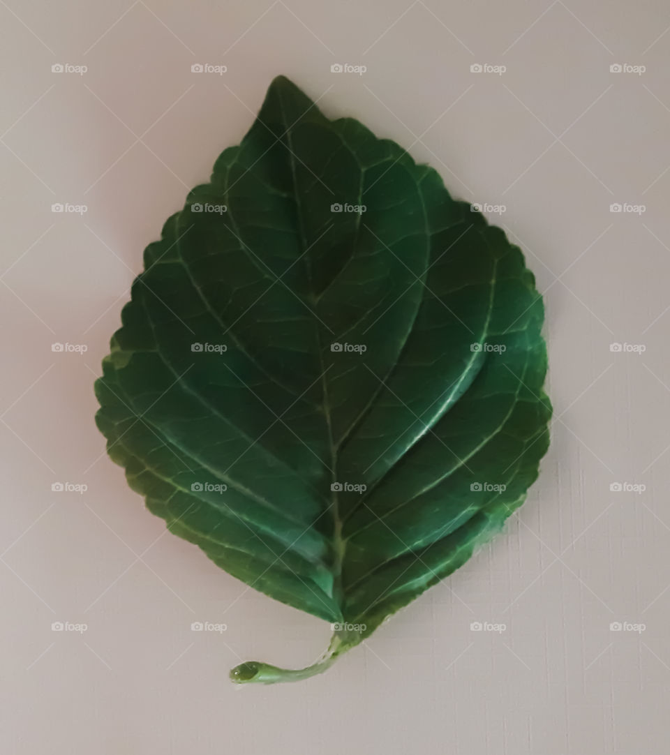 leaf